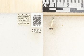 Media type: image;   Entomology 776262 Aspect: Labels